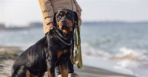 Canine companions, a catalyst for health and connection | Sponsored