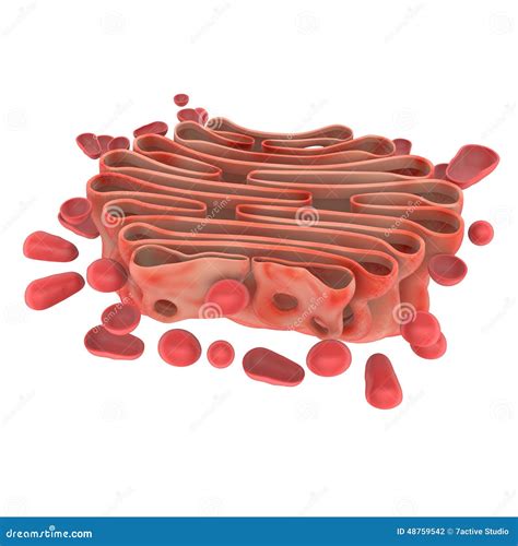 Golgi Apparatus Of The Cell, Close-up View Stock Illustration ...