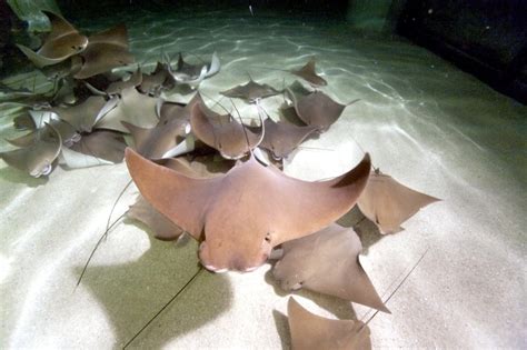 Cownose Stingray – "OCEAN TREASURES" Memorial Library