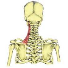 Stiff Neck (Wry Neck) - Symptoms, Causes, Treatment and Exercises.