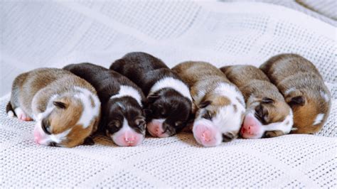 Caring for Newborn Puppies: A Guide to Nurturing Tiny Lives - Extreme Electric Dog Fence 2024 ...