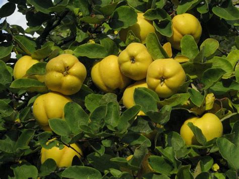 Coings - Fabrice Fruits Sàrl - Vente fruits et légumes - Charrat - Valais