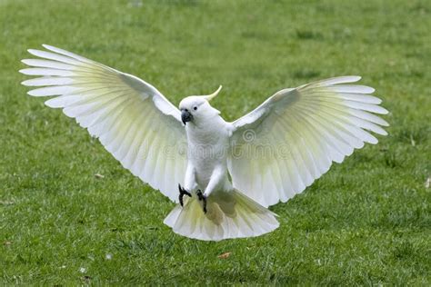 Sulphur-crested Cockatoo stock image. Image of parrot - 226572681