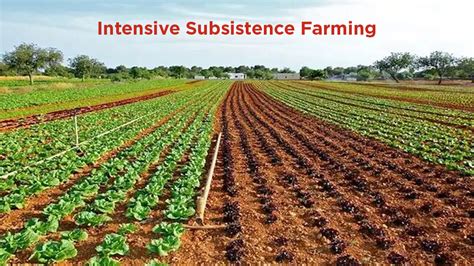 Know the Advantages & Disadvantages of Subsistence Farming