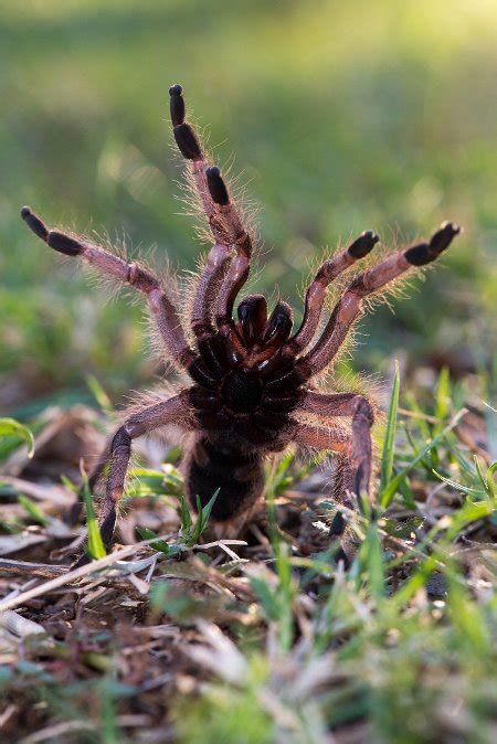 Baboon spiders: hairy monsters or furry friends? - Africa Geographic