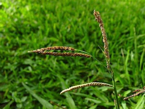 PlantFiles Pictures: Paspalum, Dallis Grass (Paspalum dilatatum) by htop