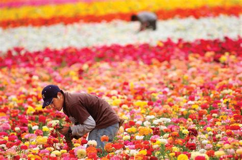 Floriculture | Definition & Facts | Britannica