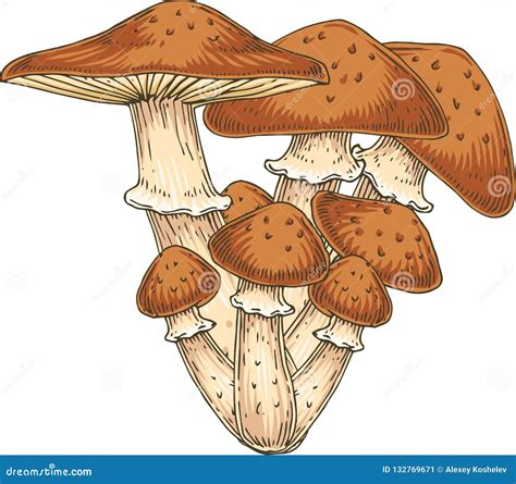 Honey Fungus. Edible Mushroom Stock Illustration - Illustration of hand ...