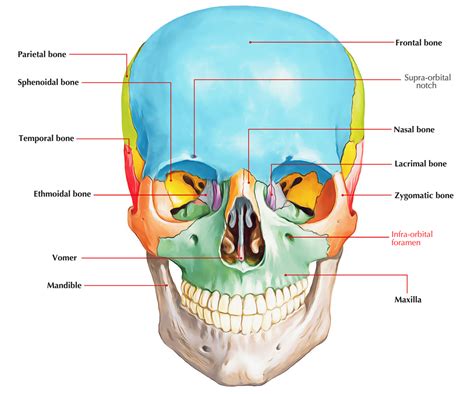 Infraorbital Foramen – Earth's Lab