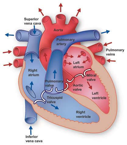 Biology help: Diagram of a heart