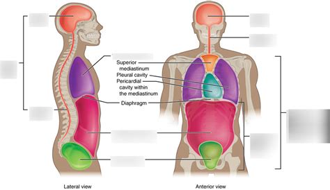 Body Cavities and Serous Membranes Diagram | Quizlet