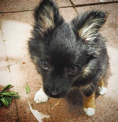 Cutest Pomchi puppy | Pomchi puppies, Dogs, Pomeranian chihuahua mix