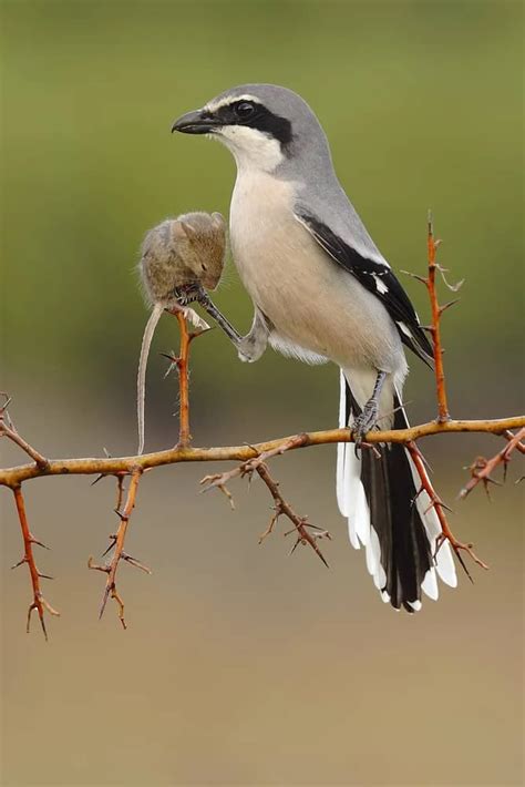 Southern-Grey-Shrike-impaling-prey-Giraffa-helping-nature | Giraffa ...