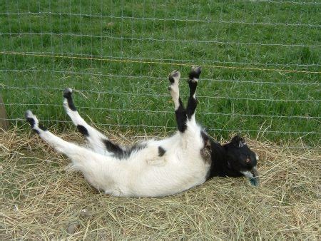 Myotonic Goat – The Fainting Goats in Tennessee - Charismatic Planet