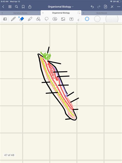 Cephalochordata anatomy Diagram | Quizlet