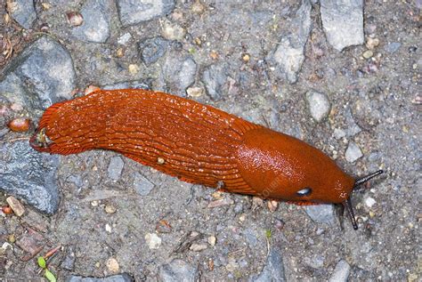 Red slug on the ground - Stock Image - C014/9638 - Science Photo Library