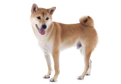 250+ Shiba Inu Names - [The Ultimate List] - My Dog's Name