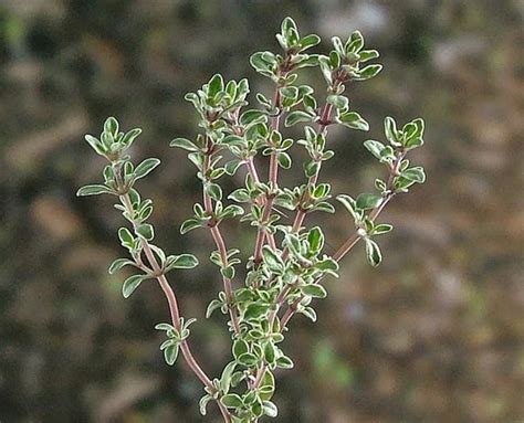 Essential Oil Spotlight: Thyme - AromaTools®