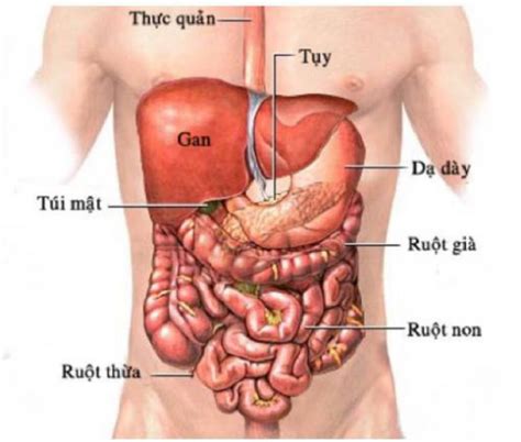 Tổng hợp những thông tin cần biết về giải phẫu ổ bụng