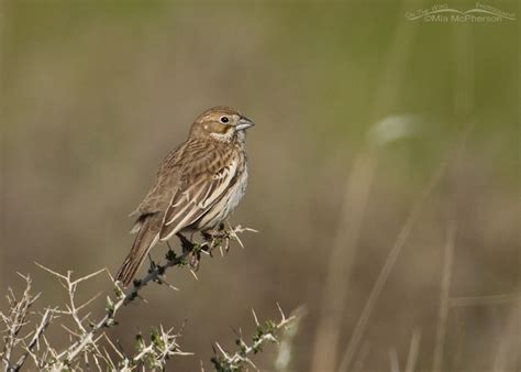 Female Lark Bunting – Mia McPherson's On The Wing Photography