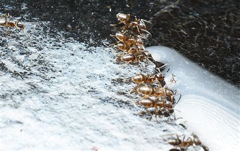 How To Identify Odorous House Ants | FAQS