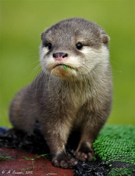 Asian Short-clawed Otter Pup - x - Photorator