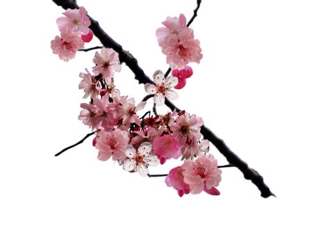 Cherry Blossom Transparent HQ PNG Download | FreePNGImg