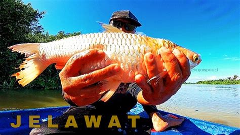 Jackpot! Dapat Ikan Sultan @ Jelawat Merah Dan Ikan Kelabau Besar ...