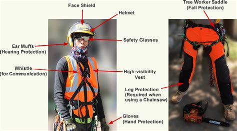 Tree Work Safety - Cal/OSHA