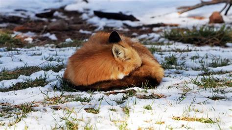 Red Fox Adaptations | How They Survive - How They Survive - All Things Foxes