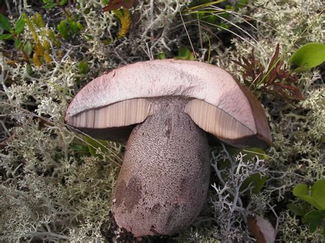 Champignon / Mushroom | champignon de type bolet. (julie) | Flickr