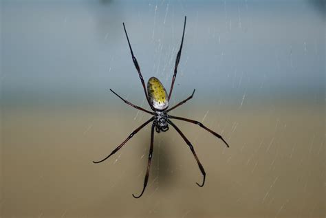 Closeup photo of Spider hanging on web HD wallpaper | Wallpaper Flare