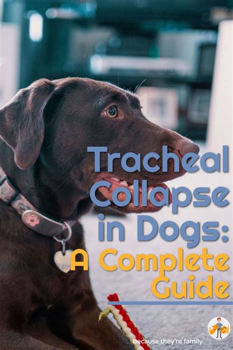 Tracheal Collapse in Dogs: a Complete Guide — Our Pet's Health