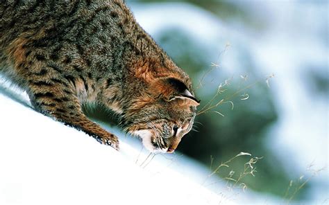 Bobcat Close Up Wallpapers - Wallpaper Cave