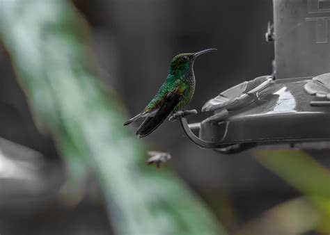 Colibri | Costa Rica | Philippe L PhotoGraphy | Flickr