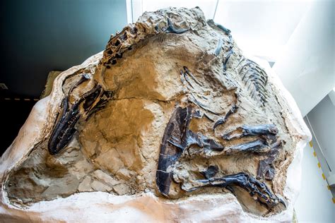 'Dueling Dinosaurs' fossil, hidden from science for 14 years, could finally reveal its secrets