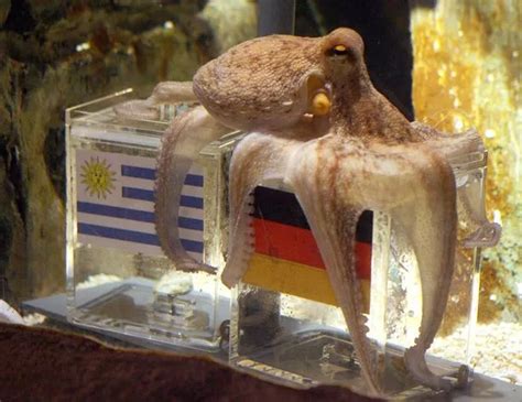 Paul the Octopus, Marcus the Psychic Pig and football's other clairvoyant animals - Daily Star