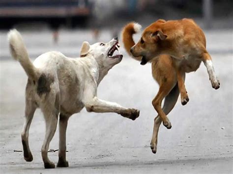 Telangana: Four-yr-old severely injured in Karimnagar stray dogs attack