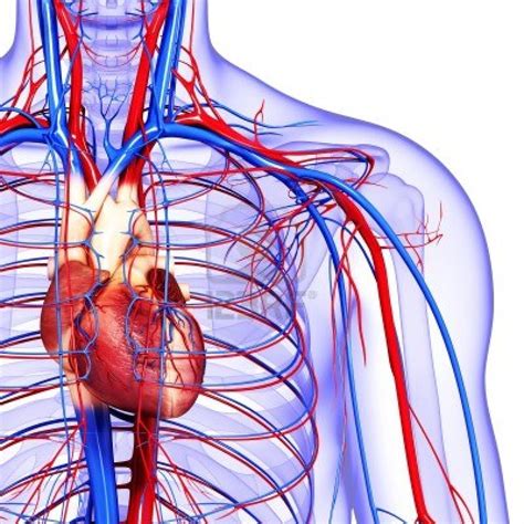 The Circulatory System: The Continuous Cycle of Blood - The Anti-Aging Guy