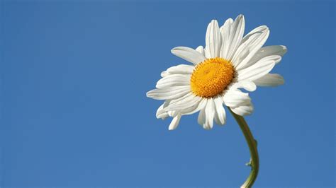 Daisy Wallpapers - Wallpaper Cave