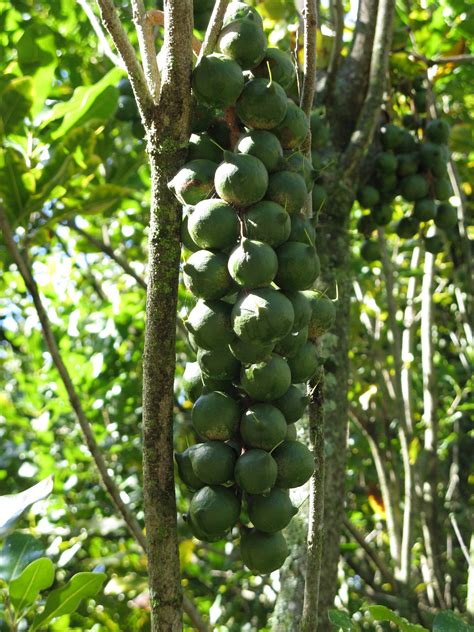 Commercial Macadamia Trees - Torere Macadamias - Gisborne, NZ