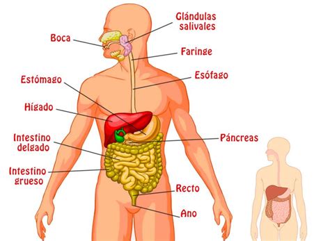 EL SISTEMA DIJESTIVO - Mind Map