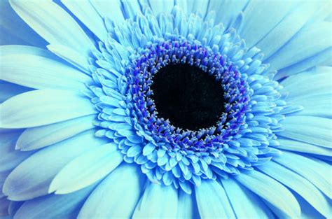 Blue Gerbera Daisy Stock Photos, Pictures & Royalty-Free Images - iStock