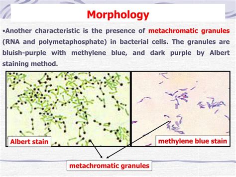 PPT - Corynebacterium diphtheriae PowerPoint Presentation, free ...