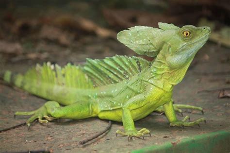 Green Basilisk / Plumed Basilisk Care Sheet | Reptiles' Cove