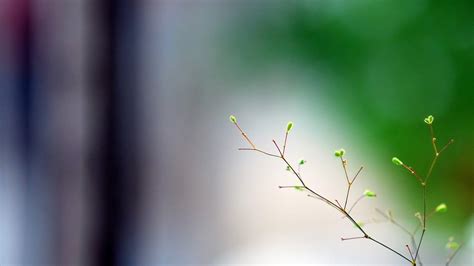 Minimalist Nature Photography Wallpapers - Top Free Minimalist Nature Photography Backgrounds ...