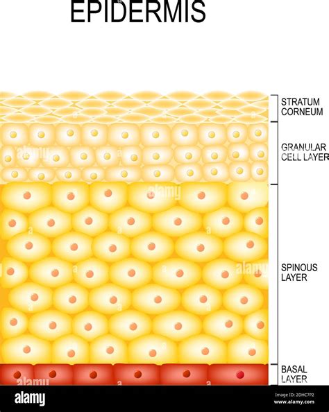 Skin Cells and Structure Layers of epidermis. cornified (stratum ...