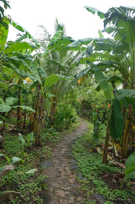 Permaculture Food Forest