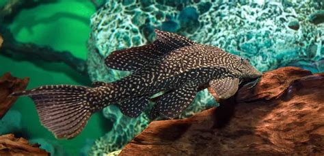 Freshwater fish species - lastgulu