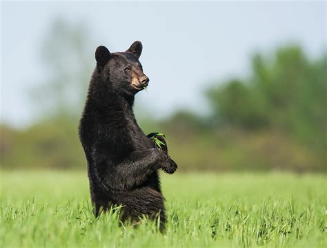 Black Bears Standing Up